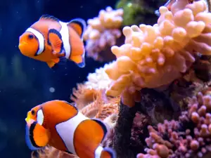 SEA LIFE Speyer