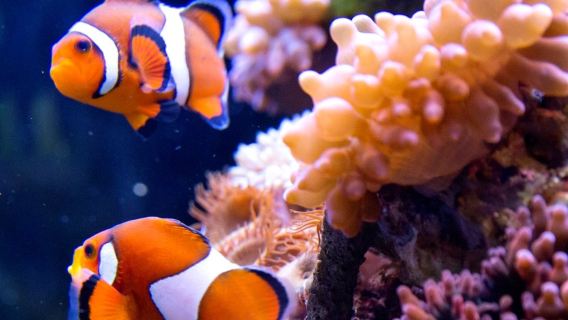 SEA LIFE Speyer