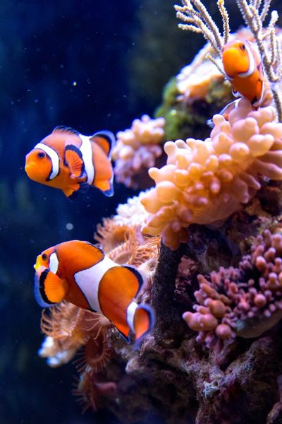 SEA LIFE Speyer