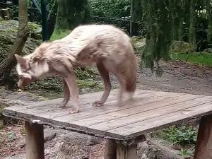 Bayerwald-Tierpark