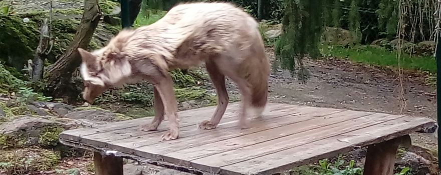 Bayerwald-Tierpark