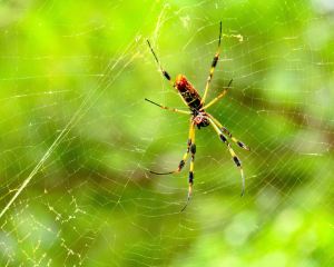 香港-北查爾斯頓 機票酒店 自由行