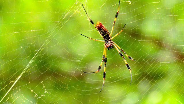 North Charleston Wannamaker County Park