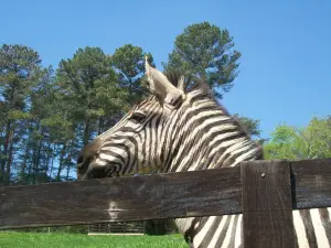 Chestatee Wildlife Preserve & Zoo