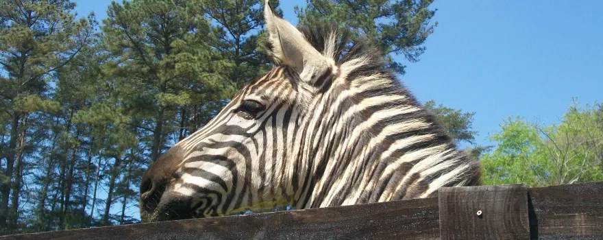 Chestatee Wildlife Preserve & Zoo