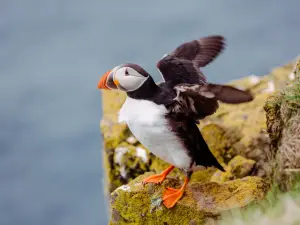 Latrabjarg bird cliffs
