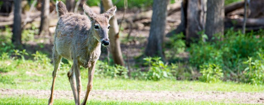 FAWN-DOE-ROSA Wildlife Educational Park