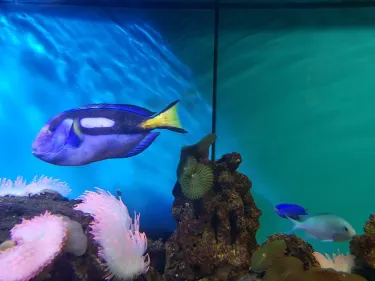 The Aquarium of Constanța