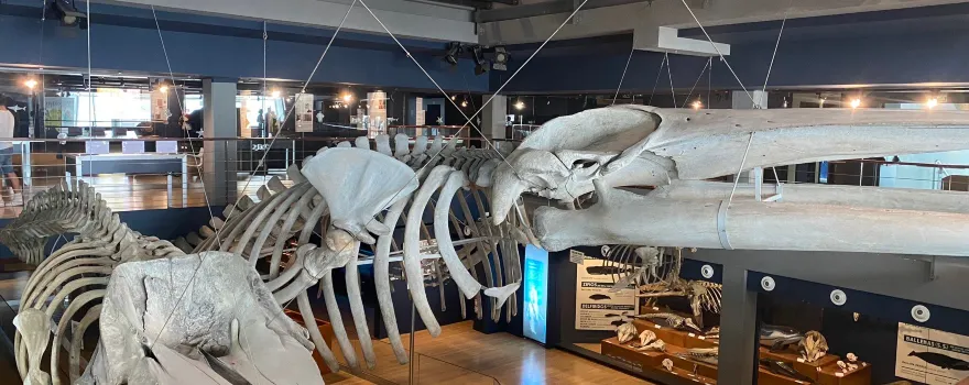 Museo Maritimo del Cantabrico