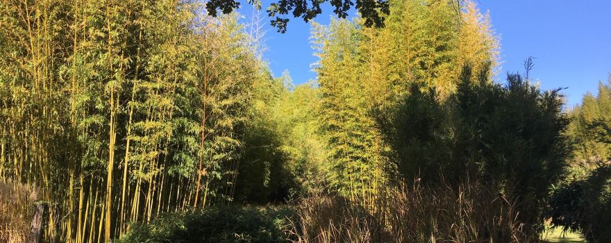 Le Parc aux Bambous