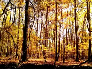 Nathan Bedford Forrest State Park