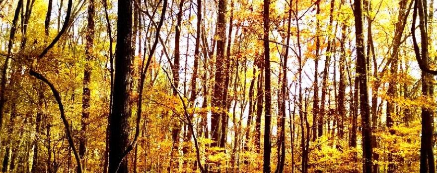 Nathan Bedford Forrest State Park