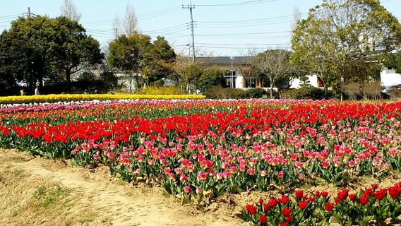 Wada Park