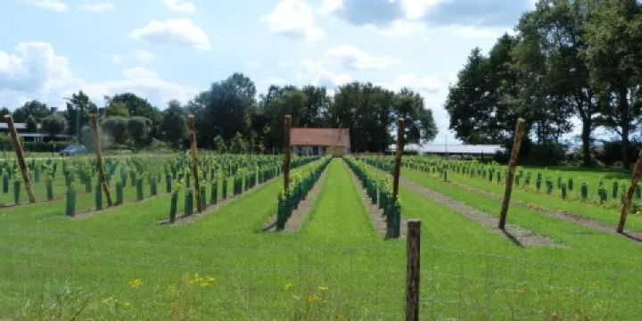 Zorgwijngaard Vinea Cura