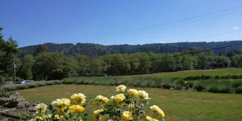 Snofalls Lavender Farm