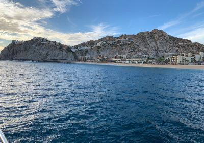Los Cabos Whale Watching
