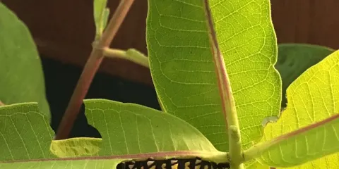 Felix Adler Children's Discovery Center