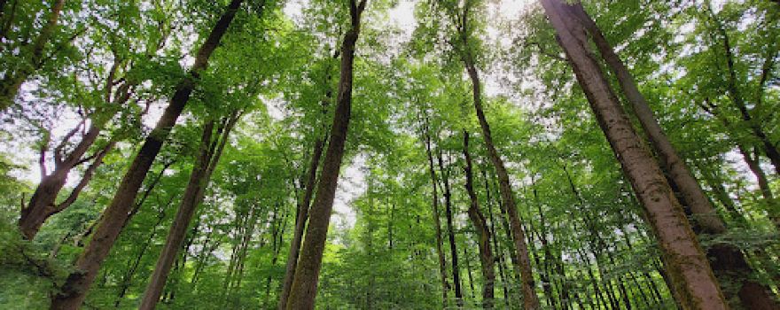 Serrahner Wald (Carpin)