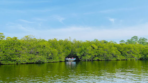 Madu Queen Boat Safari | Madu Ganga Boat Safari