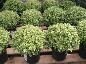Kildrummie Nursery