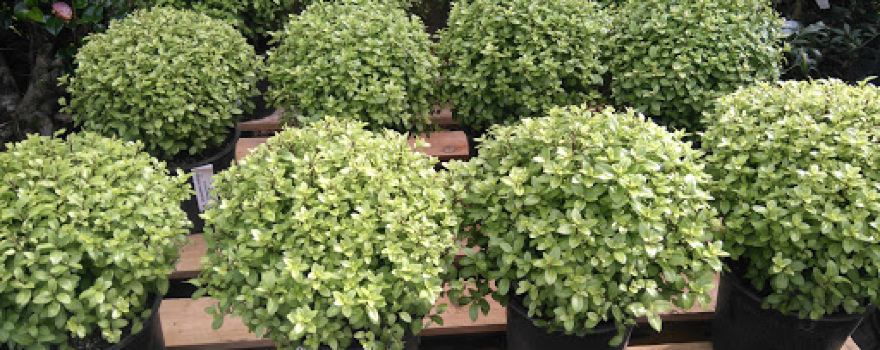 Kildrummie Nursery