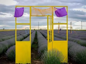 Lavender World (Лавандулов Свят) - Ароматна Био Ферма за Туризъм