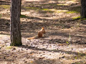 Minusinskiy Bor, Zdes' Kormyat Belok I Komarov
