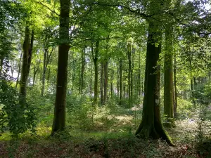 Eawy Forest