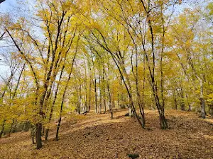Fetesti gorge