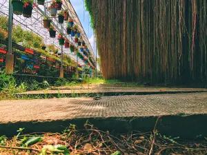 Banan Grape Farm