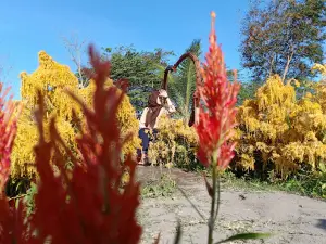 Jiwan's Garden