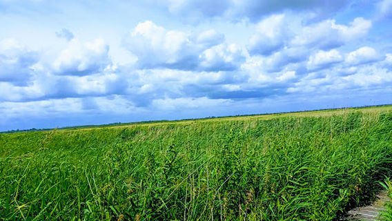 Nature Reserve Ilperveld