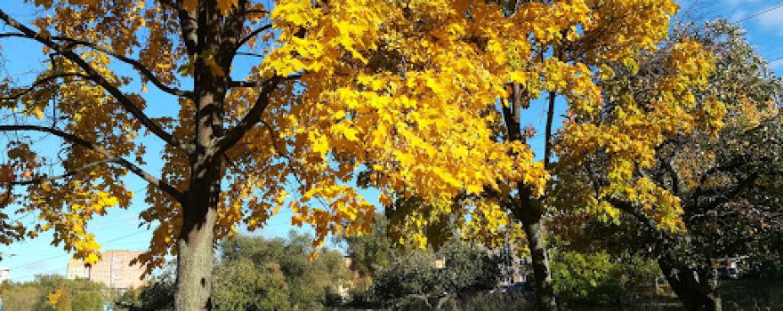DK Mir Park