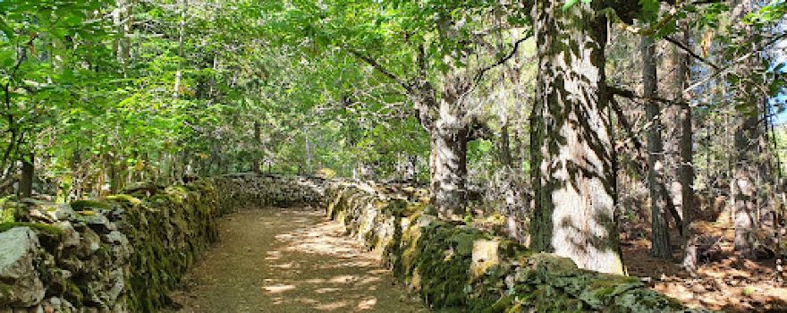 Rando forêt châtaigniers