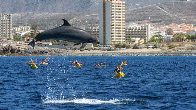 Eco Whale Watching Tenerife