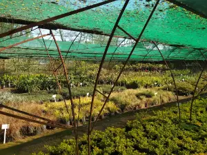 Vickery Seedlings