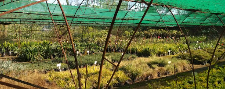Vickery Seedlings