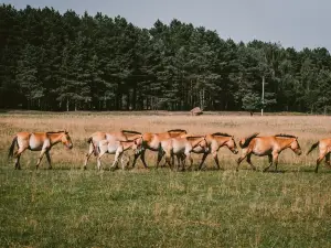 Safari-Park Medvyno