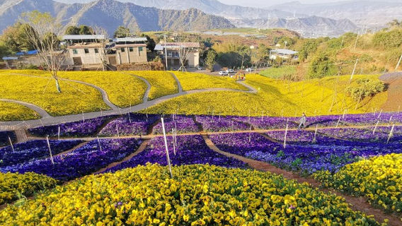 jin bei ban shan · mi yi tai yang gu guo ji da kang yang lv you du jia qu