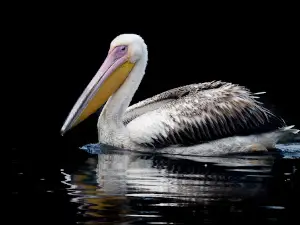 Dhanauri Wetlands