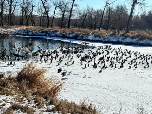 Inglewood Bird Sanctuary & Nature Centre