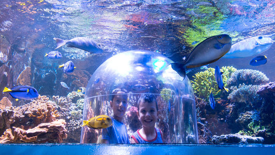 Butterfly House & Aquarium