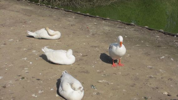 T'struisvogelnest