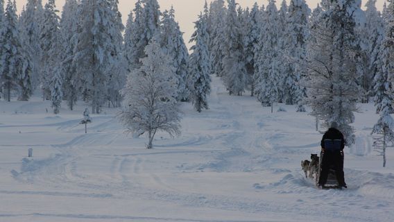 Apukka