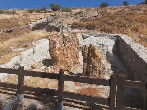Petrified Forest of Lesbos