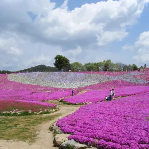 花夢の里ロクタン