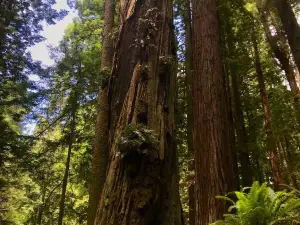 Arcata Community Forest