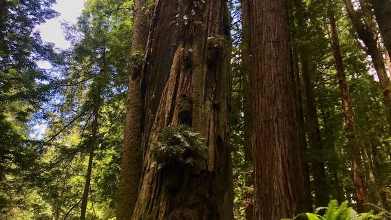 Arcata Community Forest