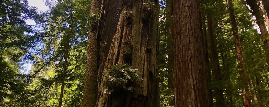 Arcata Community Forest