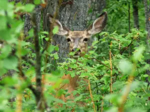 Charlie Lake Provincial Park